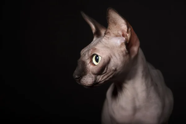 Sphynx kot — Zdjęcie stockowe