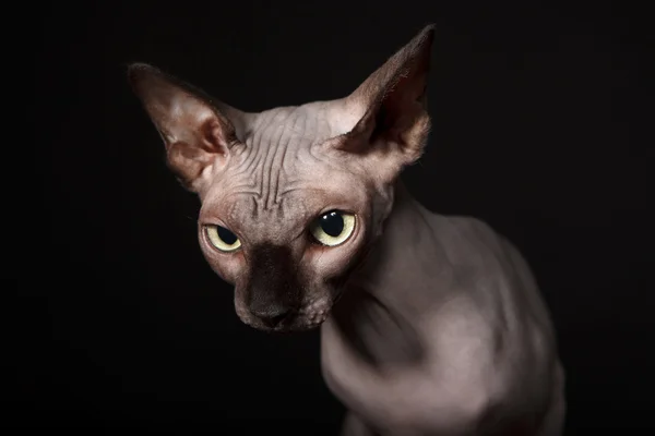 Sphynx kedi — Stok fotoğraf