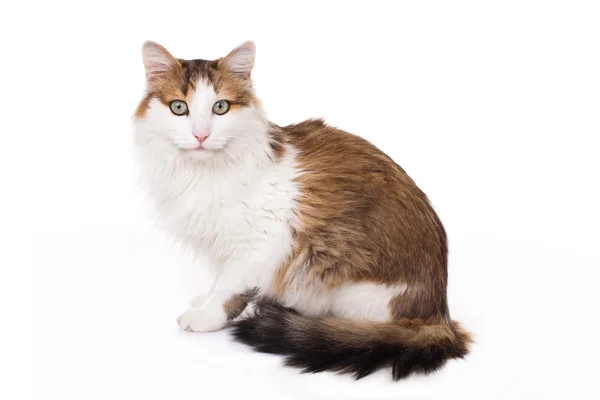 Uzun saçlı ev kedisi — Stok fotoğraf