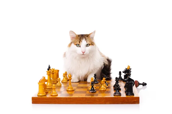 Housecat de cabelos compridos joga xadrez — Fotografia de Stock