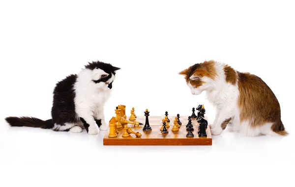 Dois gatos jogando xadrez — Fotografia de Stock