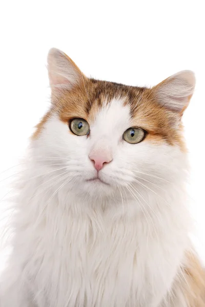 Uzun saçlı ev kedisi — Stok fotoğraf