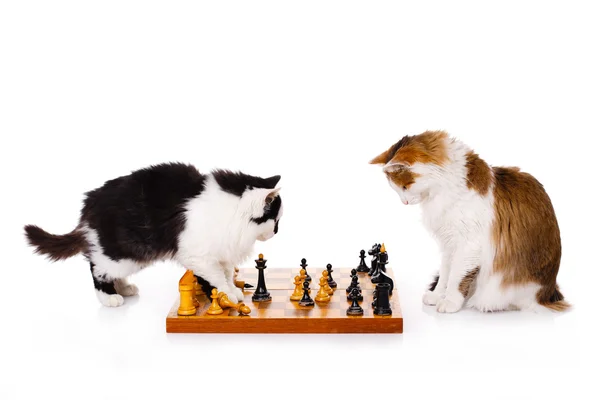 Dwa koty, gra w szachy — Zdjęcie stockowe