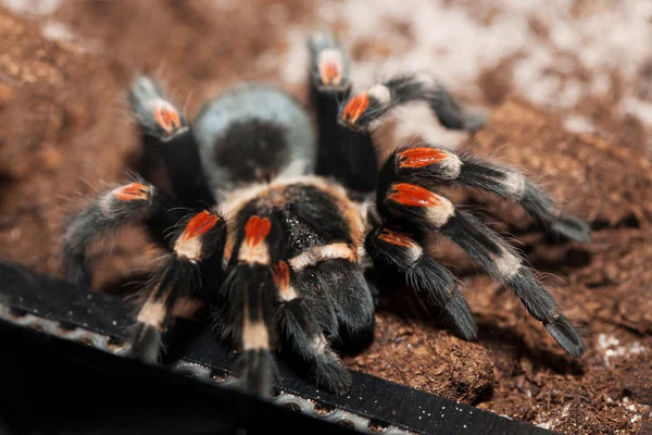멕시코 레드 단 한 독 거미 — 스톡 사진