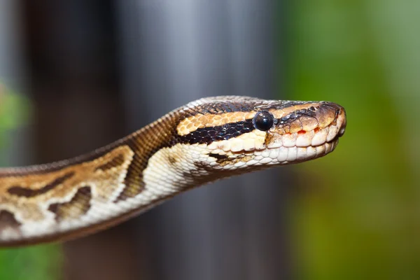 Pitone reale o Pitone palla (Python regius) — Foto Stock