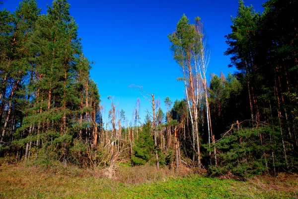 Die Verwüstung des Sturms — Stockfoto