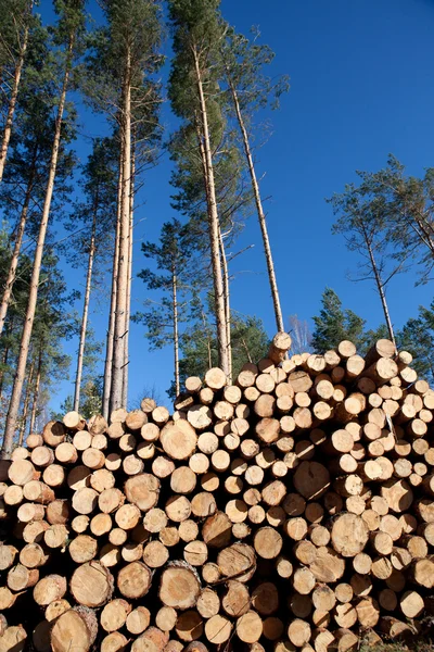 Deforestation after the squall — Stock Photo, Image