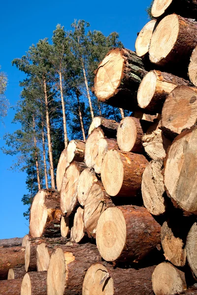 Deforestation after the squall — Stock Photo, Image