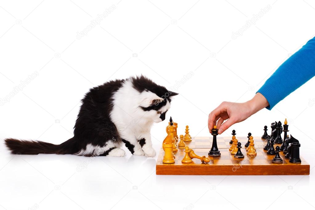 Cat plays chess