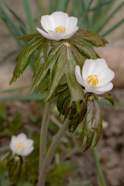 Himalaya mayapple