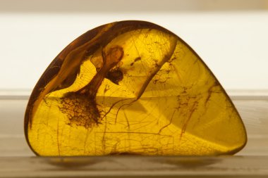 dahil etme ile Amber