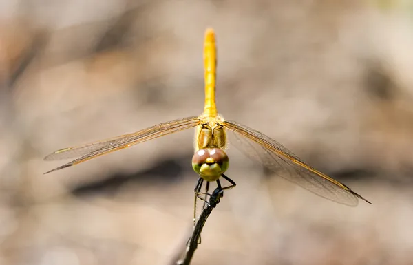 Red-veined darter — Stock Photo, Image