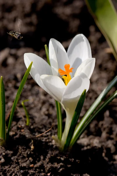 Crocus con abeja — Foto de Stock