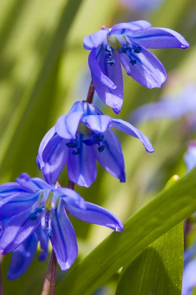 Siberian squill — Stock Photo, Image