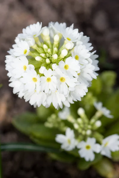 Primula — Stock Photo, Image