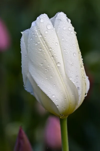 Tulipe blanche (Tulipa) ) — Photo
