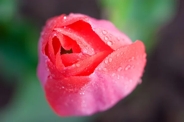 Tulipe rouge (Tulipa) ) — Photo