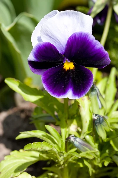 Pansy violet — Stock Photo, Image