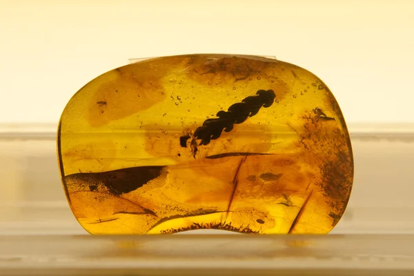 Amber with inclusion — Stock Photo, Image