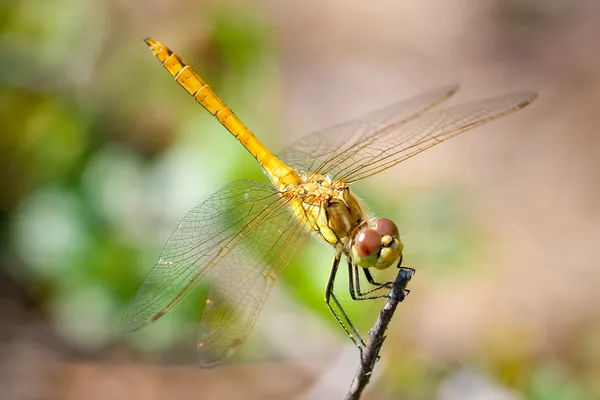 Red-veined darter — Stock Photo, Image