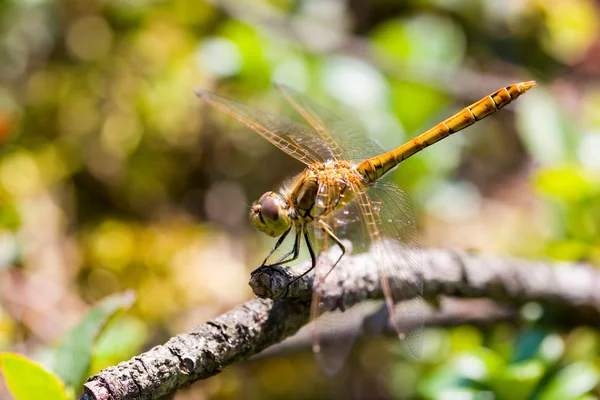 Red-veined darter — Stock Photo, Image