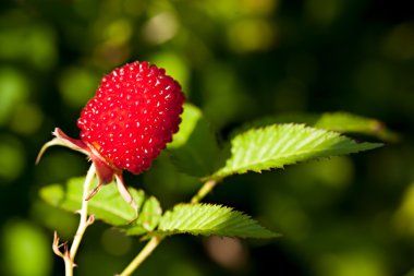 Rubus illecebrosus