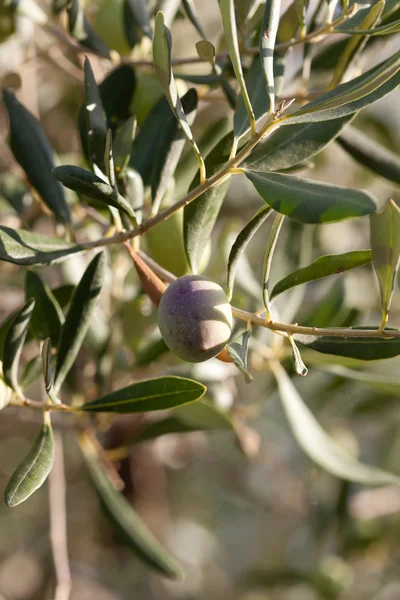 Olive tree branch — Stock Photo, Image