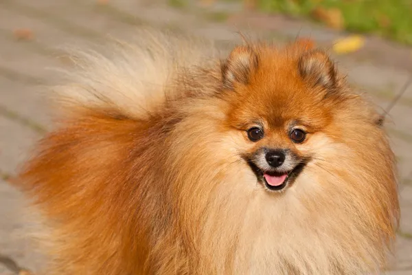 Orange Pom è una razza di cane del tipo Spitz — Foto Stock