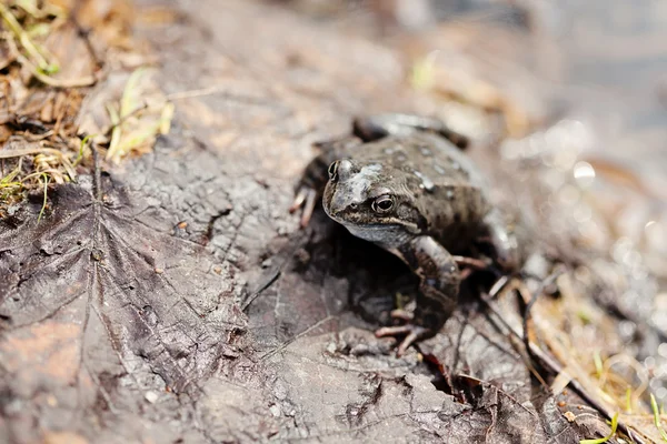 Gemeenschappelijke gras kikker (rana temporaria) — Stockfoto