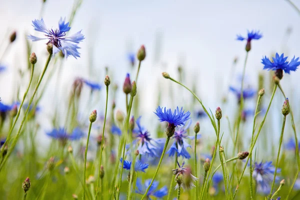 Wilde Kornblumen — Stockfoto