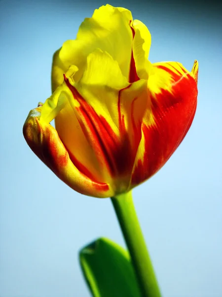 Tulipán amarillo-rojo —  Fotos de Stock