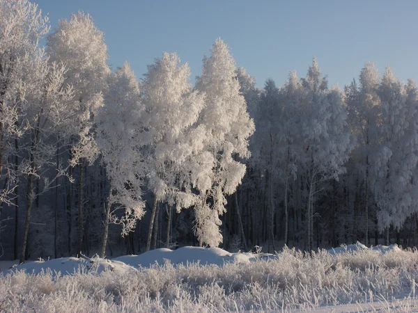 Winter — Stockfoto