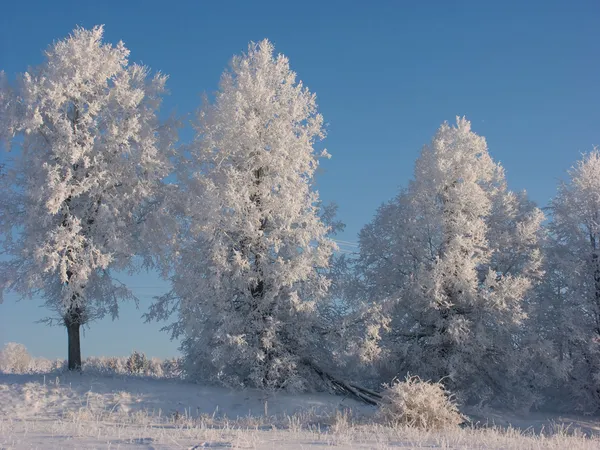 Wintersneeuw en bomen — Stockfoto