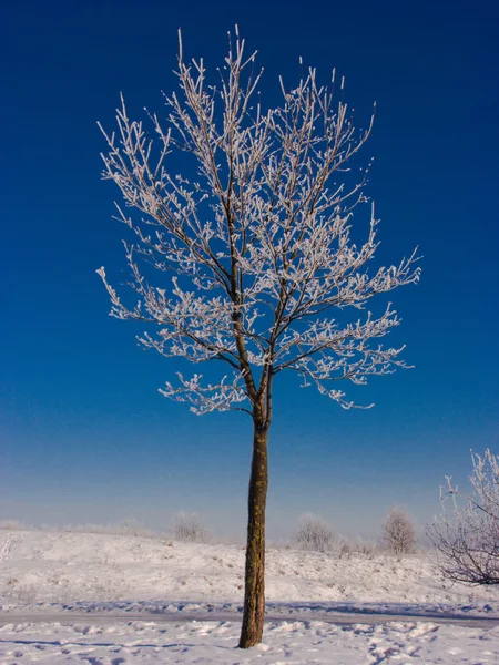 Paesaggio invernale — Foto Stock