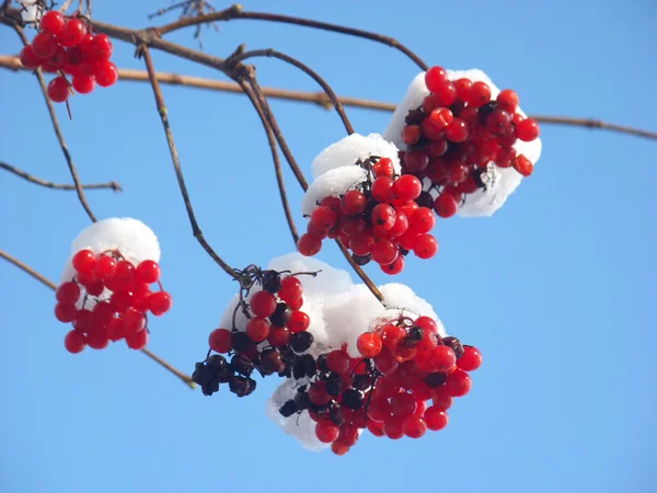 Bonés de neve em bagas — Fotografia de Stock