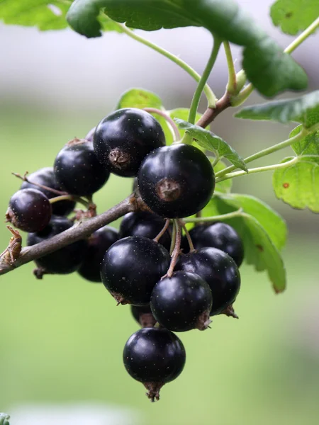 Ripened black currant on a branch — Stock Photo, Image