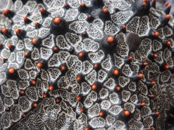 Starfish pattern — Stock Photo, Image