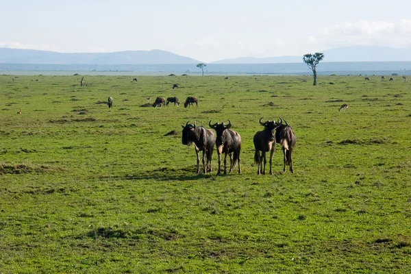 Africké savany — Stock fotografie