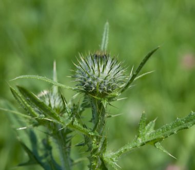 dikenli plumeless thistle