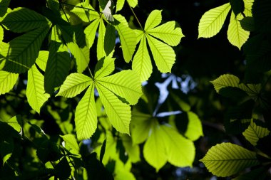 Aesculus hippocastanum