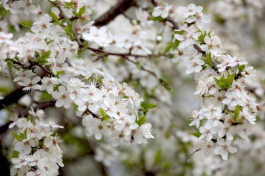 Tatlı kiraz (Prunus avium)