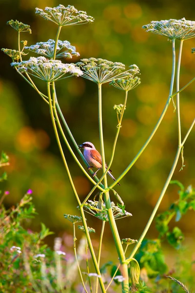 Red-backed Shrike (Lanius collurio) — Stock Photo, Image