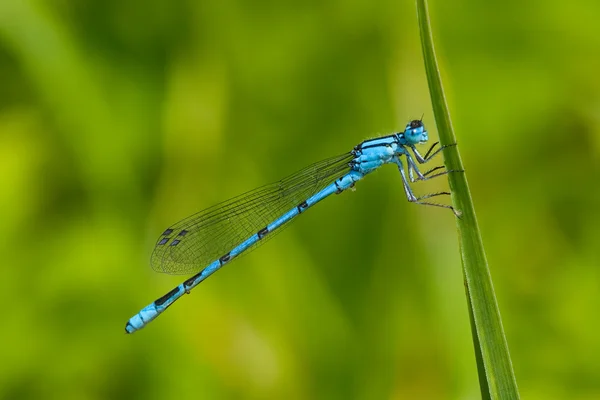 Gemeine Blaue Libelle (enallagma cyathigerum)) — Stockfoto