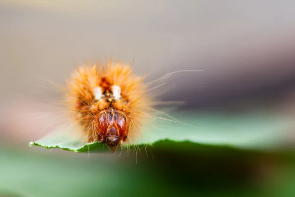 Astgras (acronicta rumicis)) — Stockfoto