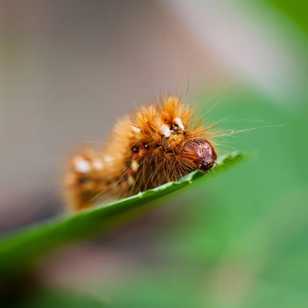 Astgras (acronicta rumicis)) — Stockfoto