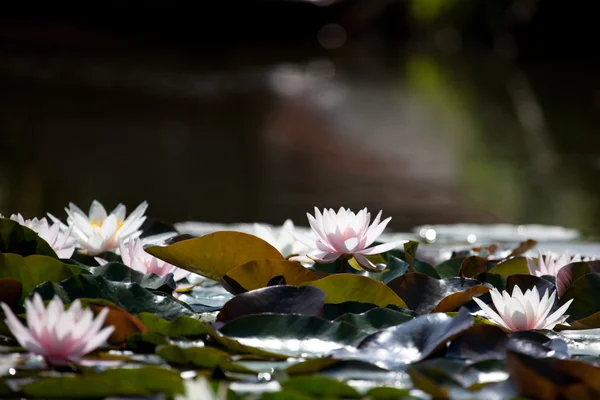 Lilies in the pond — Stock Photo, Image