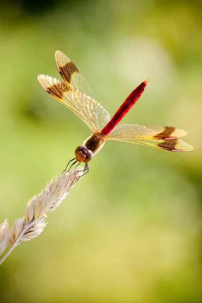 Darter fasciato (Sympetrum pedemontanum ) — Foto Stock