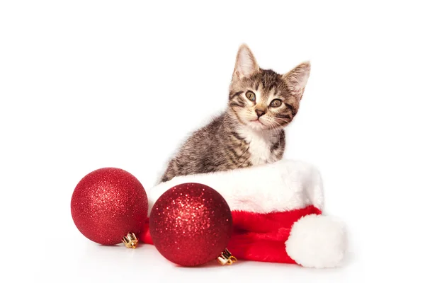 Vánoční koťátko — Stock fotografie