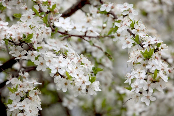 Cereza dulce (Prunus avium ) —  Fotos de Stock