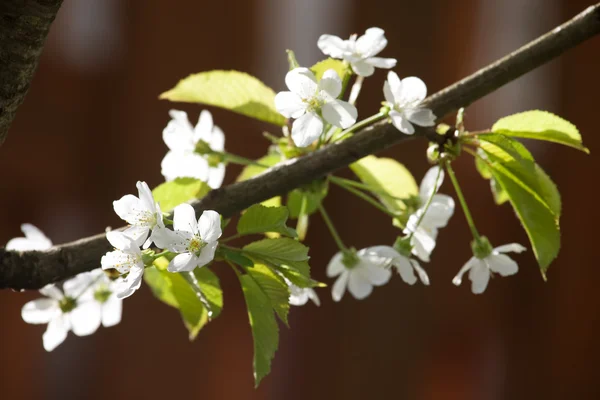Cereza dulce (Prunus avium ) —  Fotos de Stock